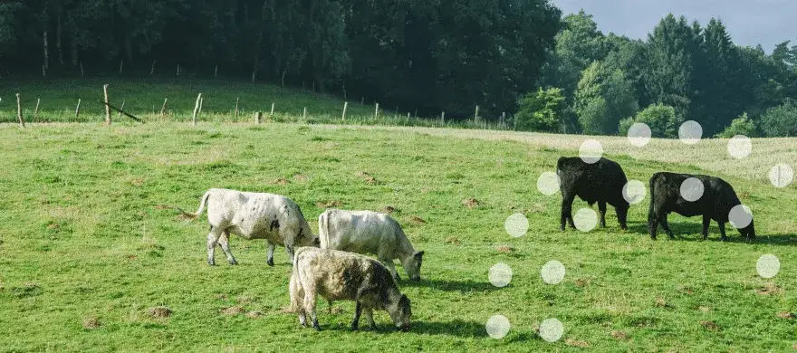 Zdjęcie Jakie nawozy na łąki i pastwiska zapewnią lepszy wzrost trawy?