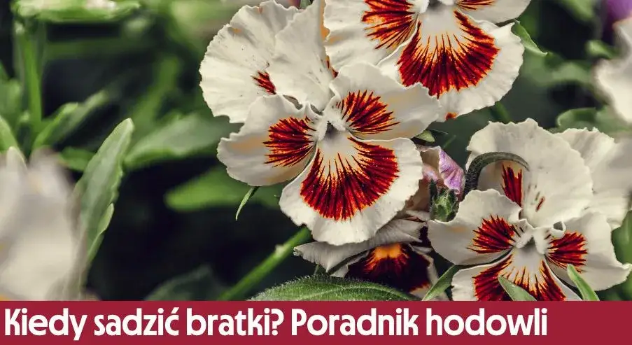 Zdjęcie Kiedy siać bratki, aby cieszyć się ich pięknem wiosną?
