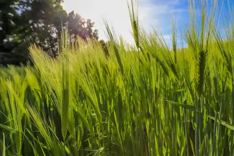 Zdjęcie Jaki nawóz pod korzeń owsa zapewni najwyższe plony i zdrowie roślin?