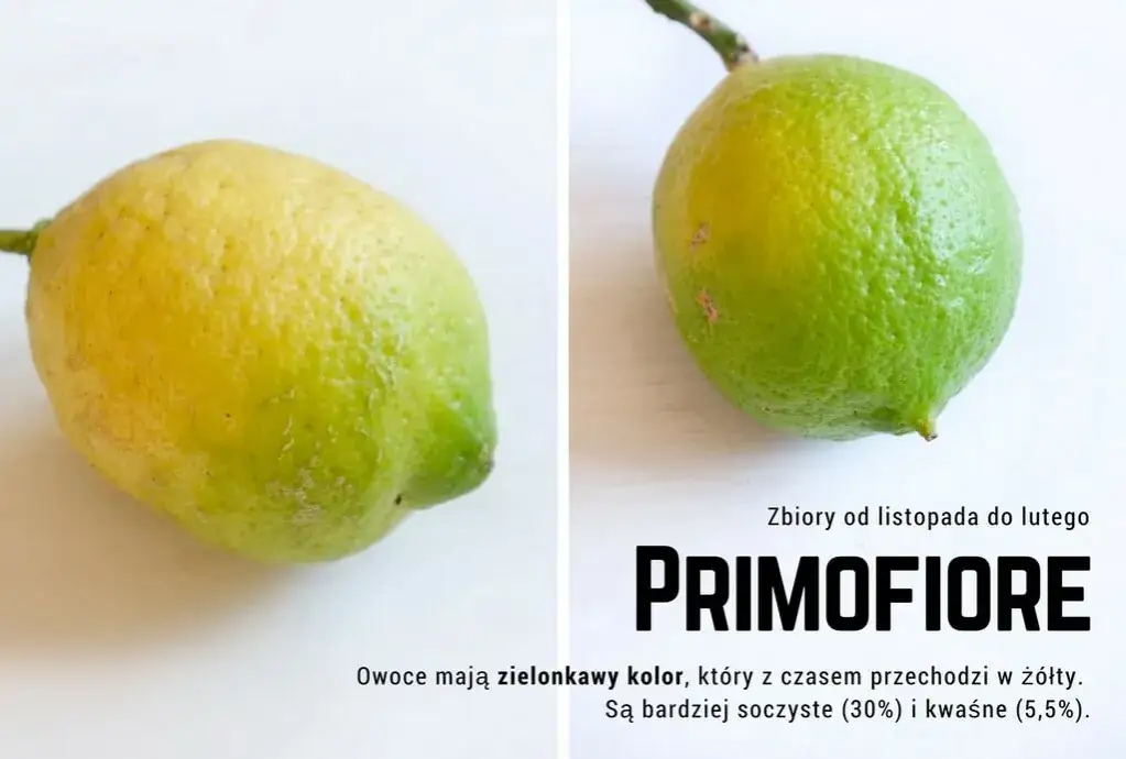 Zdjęcie Kiedy jest sezon na cytryny w Polsce? Sprawdź, kiedy kupić najlepsze owoce