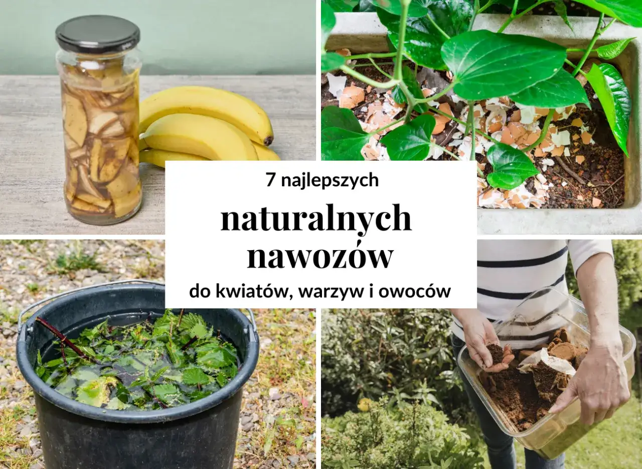 Zdjęcie Jaki nawóz ma najwięcej azotu? Odkryj najlepsze opcje dla roślin