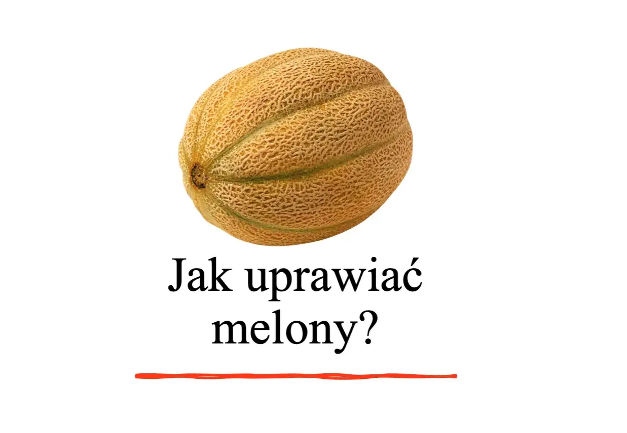 Zdjęcie Jak uprawiać melony w Polsce: proste kroki do udanych plonów