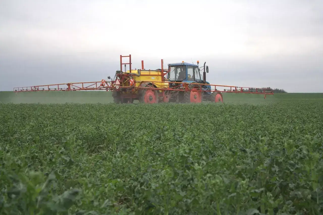 Traktor opryskuje pole, stosując mocznik dolistnie. Rośliny zielone, pole uprawne.