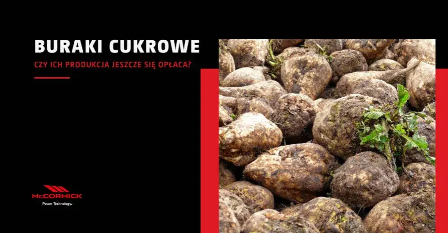 Zdjęcie Jakie warzywa opłaca się uprawiać, aby zwiększyć zyski w Polsce?