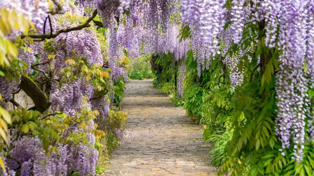 Alejka w ogrodzie tonie w fioletowych kaskadach kwitnącej wisterii. To magiczny widok, kiedy wisteria kwitnie, tworząc naturalny tunel.
