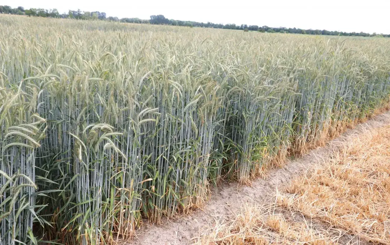 Pole zielonego żyta jarego, z suchą trawą po prawej stronie.