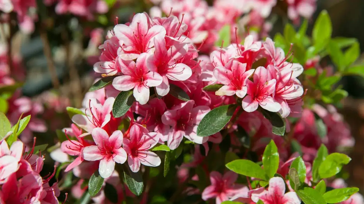 Kwitnący rododendron w pełnym rozkwicie, jego różowo-białe kwiaty zachwycają wiosną.
