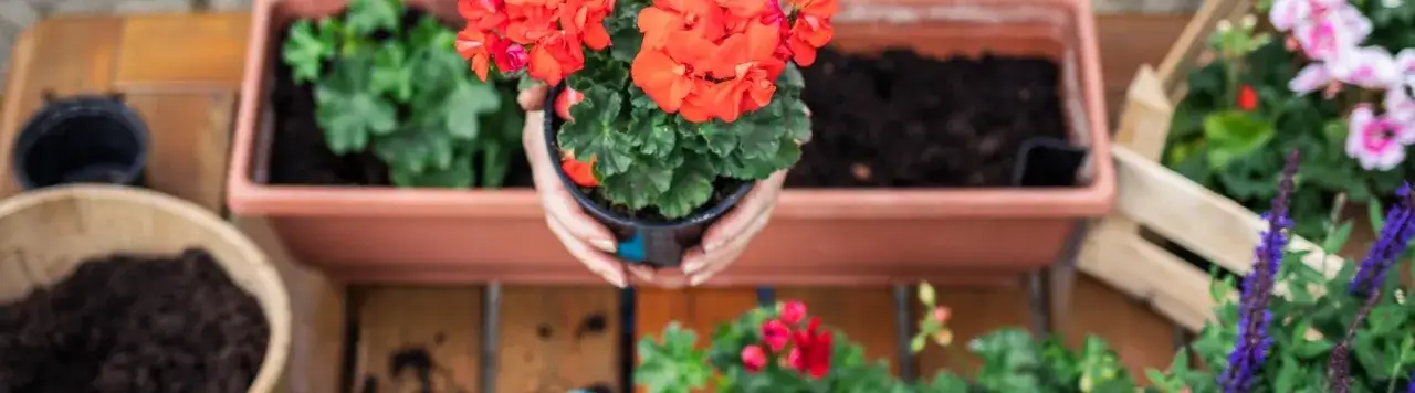 Zdjęcie Jak uprawiać pelargonie, by kwitły obficie przez cały sezon