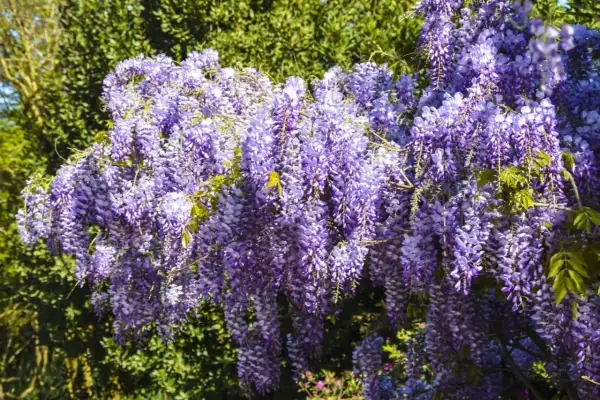 Obfite grona fioletowej wisterii zwisają kaskadami, tworząc spektakularny widok. To właśnie wiosną wisteria kwitnie najpiękniej.