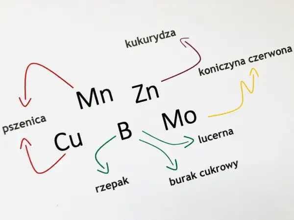 Schemat przedstawia zależności między roślinami (pszenica, kukurydza, rzepak, lucerna, burak cukrowy, koniczyna czerwona) a pierwiastkami (Cu, Mn, Zn, B, Mo), ilustrując ich rolę jako makro i mikroelementy.