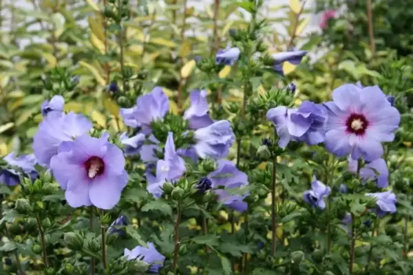 Piękny, fioletowy hibiskus kiedy kwitnie, zachwyca swoimi delikatnymi płatkami i ciemnym środkiem.