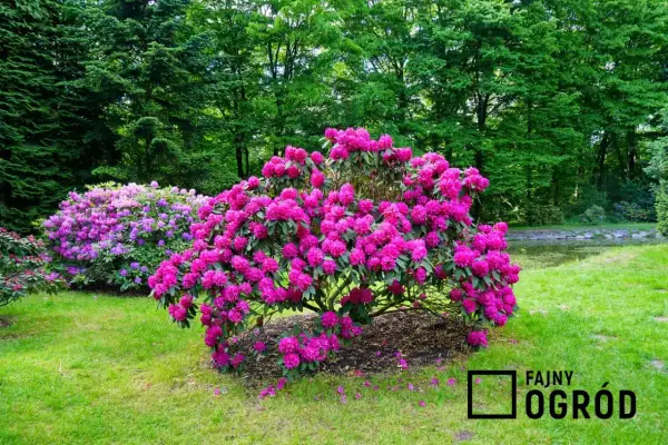 Obficie kwitnący rododendron w intensywnym różowym kolorze, zachwyca wiosną. Obok kwitnie drugi, fioletowy.