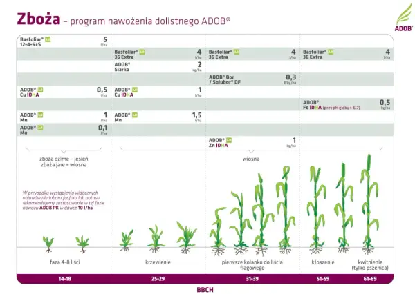 Schemat nawożenia dolistnego zbóż z produktami Basfoliar i ADOB. Pokazuje dawkowanie i fazy rozwoju roślin.