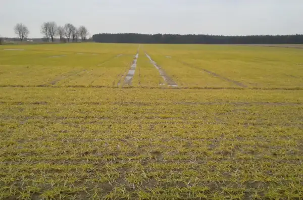 Młody jęczmień na polu, z widocznymi śladami po maszynach i kałużami. W oddali las i drzewa.