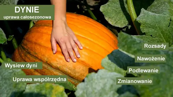 Jak uprawiać dynie - sekrety udanej uprawy i pielęgnacji roślin