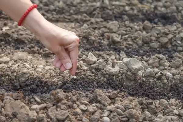 Do kiedy siać pietruszkę, aby uniknąć nieudanych zbiorów?
