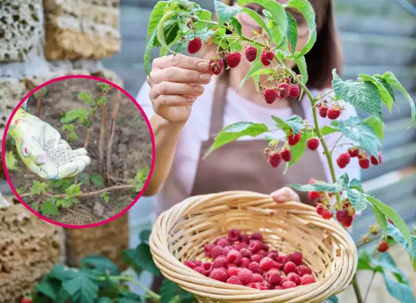 Kobieta zbiera maliny do koszyka, w tle widać rękę w rękawiczce z nawozem.