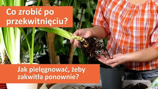 Jak uprawiać amarylis - sekrety pięknych kwiatów w twoim domu